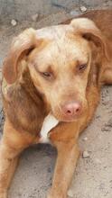 ALINA, Hund, Mischlingshund in Portugal - Bild 3