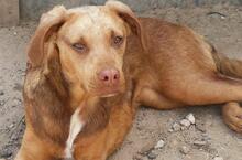 ALINA, Hund, Mischlingshund in Portugal - Bild 4