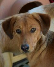 MOURISCA, Hund, Mischlingshund in Portugal - Bild 1