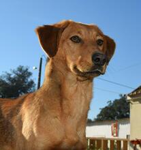 MOURISCA, Hund, Mischlingshund in Portugal - Bild 3