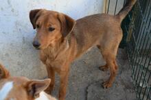 MOURISCA, Hund, Mischlingshund in Portugal - Bild 4