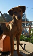 MOURISCA, Hund, Mischlingshund in Portugal - Bild 5