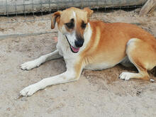 MATHILDE, Hund, Mischlingshund in Portugal - Bild 6