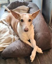 LEILA, Hund, Podenco Andaluz-Mix in Berlin