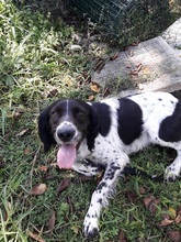 PIPO, Hund, English Setter in Italien - Bild 6