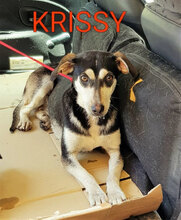 KRISSY, Hund, Mischlingshund in Plettenberg - Bild 5