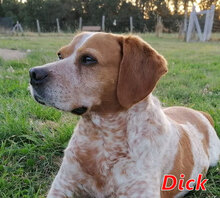DICK, Hund, Mischlingshund in Wesel - Bild 1