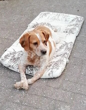 DICK, Hund, Mischlingshund in Mönchengladbach - Bild 10