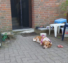 DICK, Hund, Mischlingshund in Wesel - Bild 11