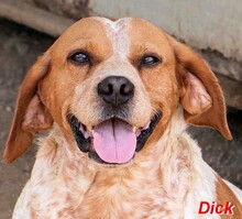 DICK, Hund, Mischlingshund in Wesel - Bild 12