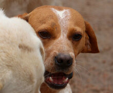 DICK, Hund, Mischlingshund in Mönchengladbach - Bild 19