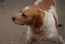 DICK, Hund, Mischlingshund in Wesel - Bild 22