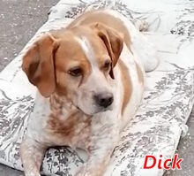 DICK, Hund, Mischlingshund in Wesel - Bild 9