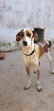 SABI, Hund, Mischlingshund in Spanien - Bild 1