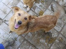 CADIE, Hund, Mischlingshund in Rumänien - Bild 1
