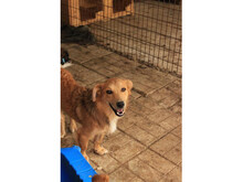 CADIE, Hund, Mischlingshund in Rumänien - Bild 2