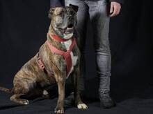 PASCHA, Hund, American Staffordshire Terrier-Pitbull Terrier-Mix in Hamburg - Bild 4