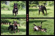 DEAN, Hund, Rottweiler-Pit Bull Terrier-Mix in Hamburg - Bild 7