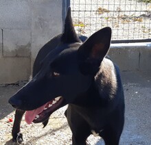 FRIDA, Hund, Mischlingshund in Spanien - Bild 4