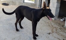 FRIDA, Hund, Mischlingshund in Spanien - Bild 5