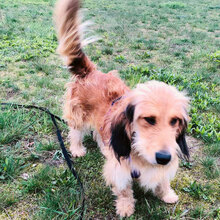 ATHOS, Hund, Mischlingshund in Oranienburg - Bild 3