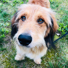 ATHOS, Hund, Mischlingshund in Oranienburg - Bild 4