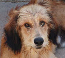 ATHOS, Hund, Mischlingshund in Oranienburg - Bild 5