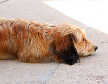 ATHOS, Hund, Mischlingshund in Oranienburg - Bild 6