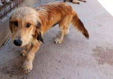 ATHOS, Hund, Mischlingshund in Oranienburg - Bild 8