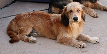 ATHOS, Hund, Mischlingshund in Oranienburg - Bild 9