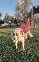 LILI, Hund, Mischlingshund in Griechenland - Bild 5