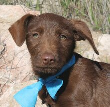 UWE, Hund, Mischlingshund in Spanien - Bild 1