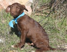 UWE, Hund, Mischlingshund in Spanien - Bild 4