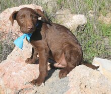 UWE, Hund, Mischlingshund in Spanien - Bild 5