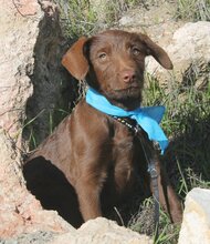 UWE, Hund, Mischlingshund in Spanien - Bild 7