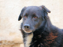 ASTRO, Hund, Mischlingshund in Italien - Bild 1