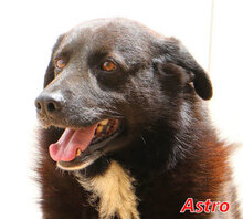 ASTRO, Hund, Mischlingshund in Italien - Bild 10