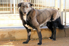 ASTRO, Hund, Mischlingshund in Italien - Bild 14