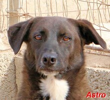 ASTRO, Hund, Mischlingshund in Italien - Bild 22