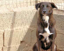 ASTRO, Hund, Mischlingshund in Italien - Bild 23