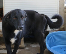 ASTRO, Hund, Mischlingshund in Italien - Bild 28