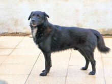 ASTRO, Hund, Mischlingshund in Italien - Bild 5