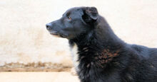 ASTRO, Hund, Mischlingshund in Italien - Bild 6