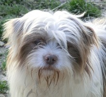 WHISTLE, Hund, Mischlingshund in Griechenland - Bild 1