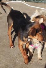 ROSA, Hund, Mischlingshund in Portugal - Bild 3
