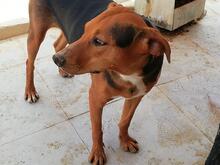 ROSA, Hund, Mischlingshund in Portugal - Bild 4
