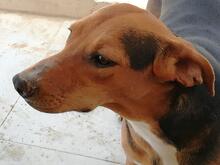 ROSA, Hund, Mischlingshund in Portugal - Bild 5