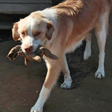 SISSY, Hund, Mischlingshund in Griechenland - Bild 1