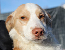 SISSY, Hund, Mischlingshund in Griechenland - Bild 11