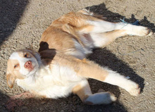 SISSY, Hund, Mischlingshund in Griechenland - Bild 12
